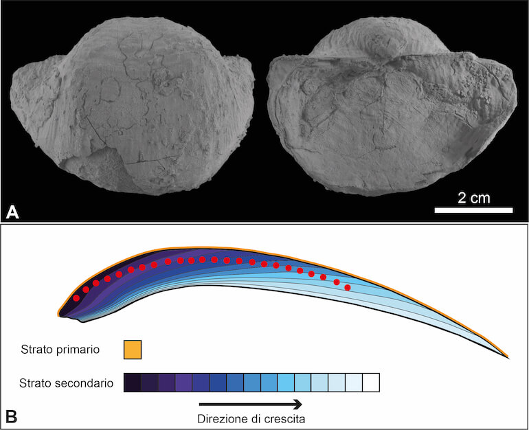 brachiopodi fossili