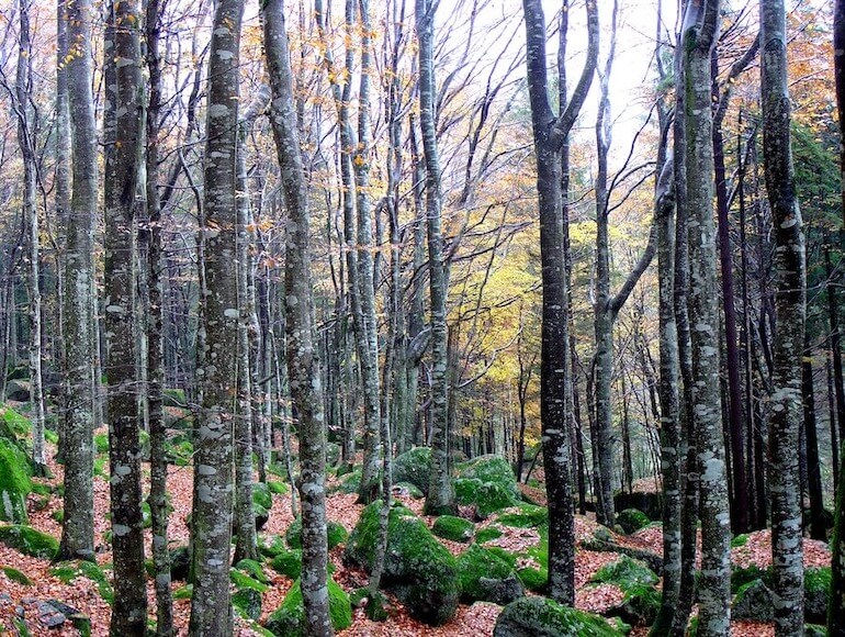 Foresta Regionale Val Masino