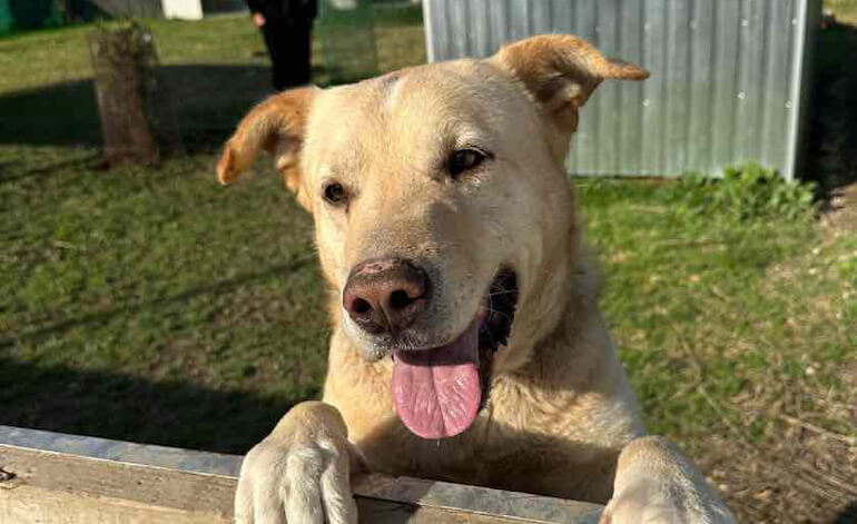 Basta cani alla catena