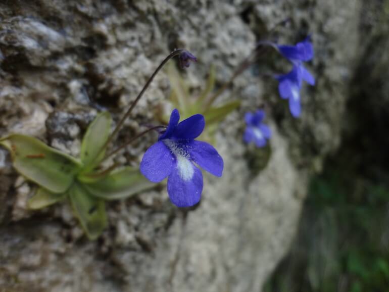 Pinugicula mariae