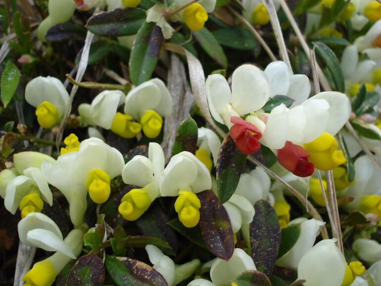 Polygaloides chamaebuxus