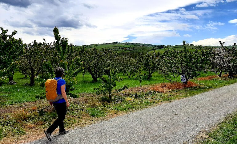 A passeggio tra i ciliegi in fiore di Vignola