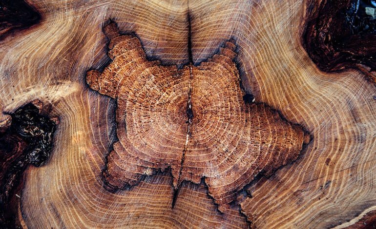 Gli anelli blu degli alberi e i cambiamenti climatici
