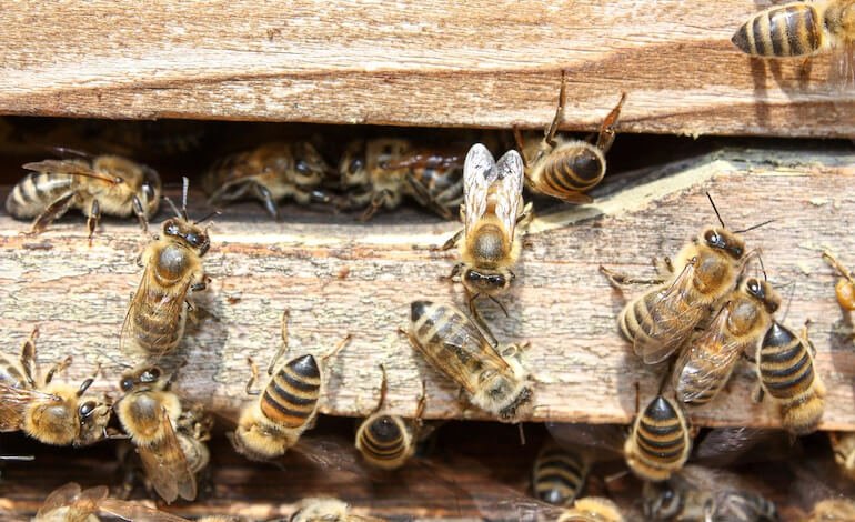 Il mondo delle api è indispensabile, ma è in grossa crisi