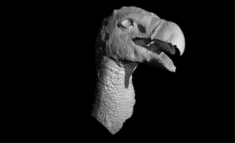 La storia dimenticata di un avvoltoio di 30.000 anni fa