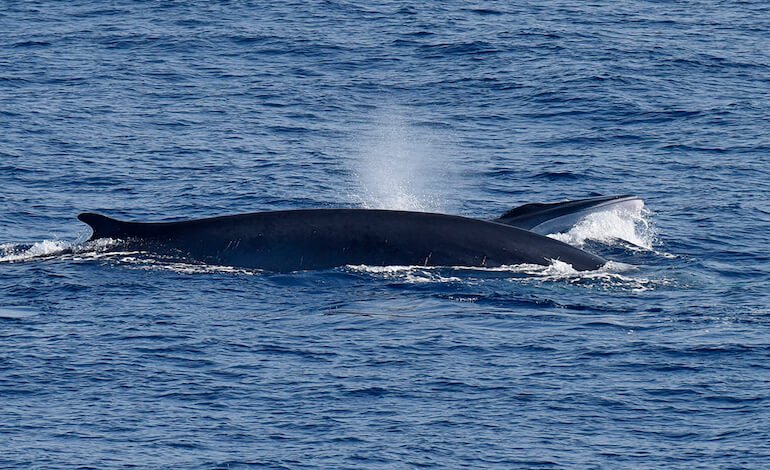 Avvistata una balenottera comune nel Golfo di Taranto
