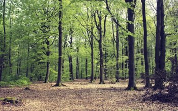 La certificazione forestale è una leva di valore per le imprese italiane