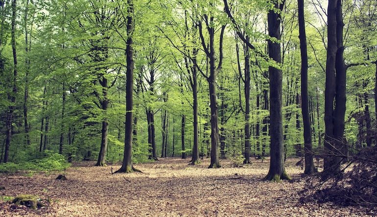 Tre nuove Regioni entrano nel sistema di certificazione forestale