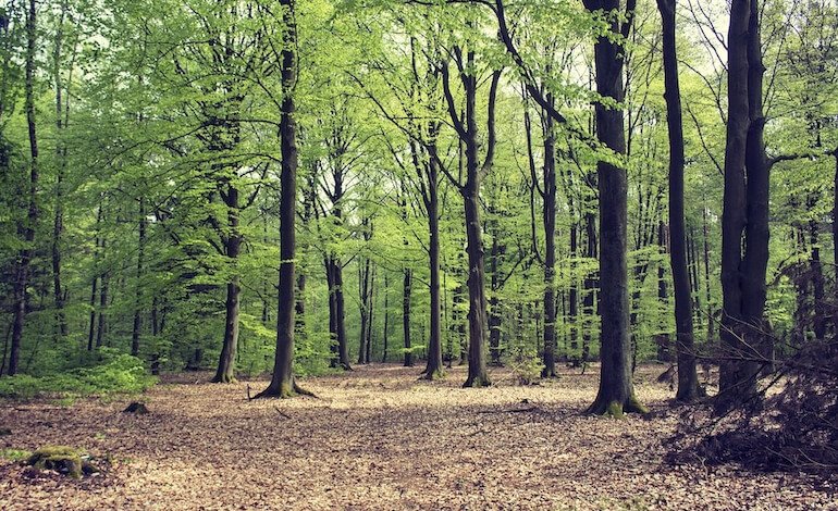 Tre nuove Regioni entrano nel sistema di certificazione forestale