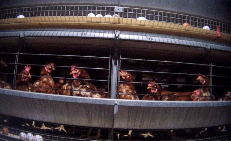 Divieto di gabbie per le galline ovaiole