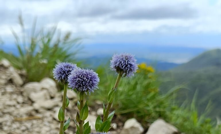 Il più dettagliato censimento della flora delle Alpi Apuane