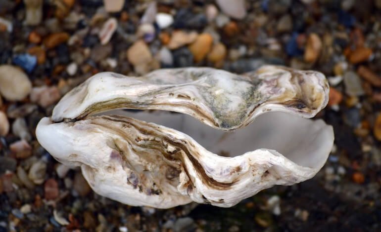 L’acidificazione degli oceani cambia il sesso delle ostriche