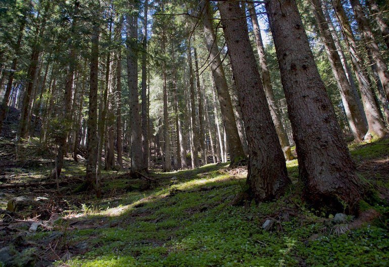 Giornata delle Foreste