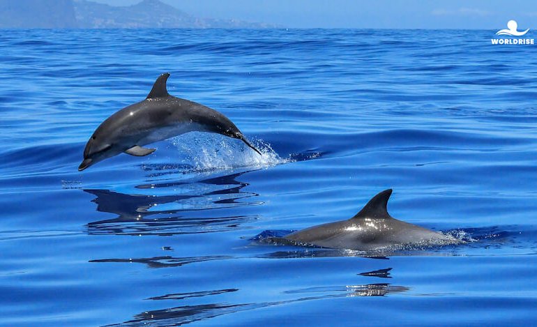 Il Santuario Pelagos: un paradiso da tutelare