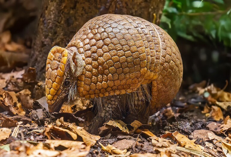 Armadillo a tre fasce