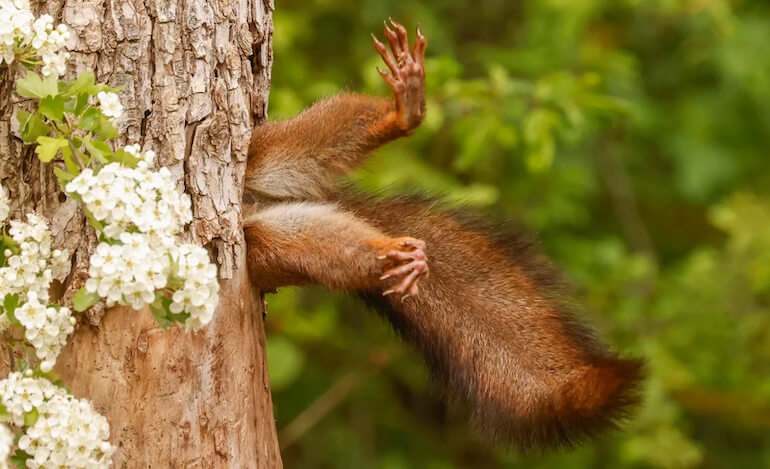 Un palcoscenico per il lato curioso e comico degli animali selvatici