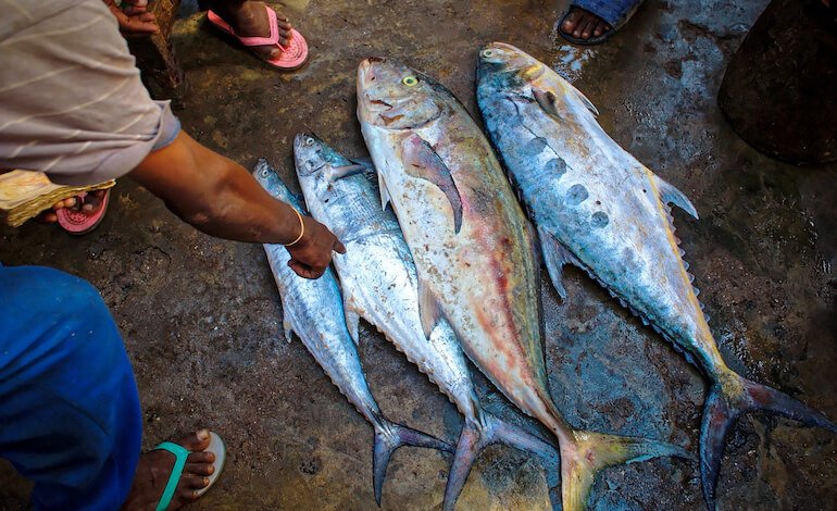 Il monitoraggio della sostenibilità della pesca