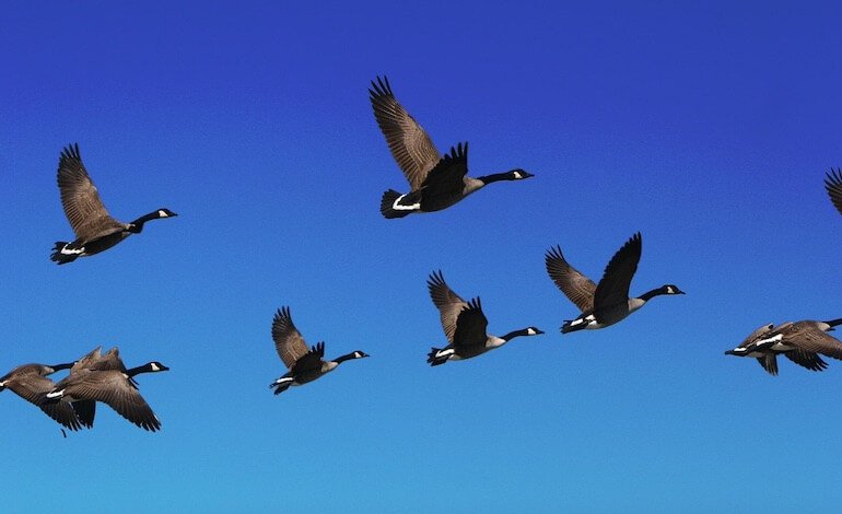 Gli uccelli indicano la via anche per l’uomo