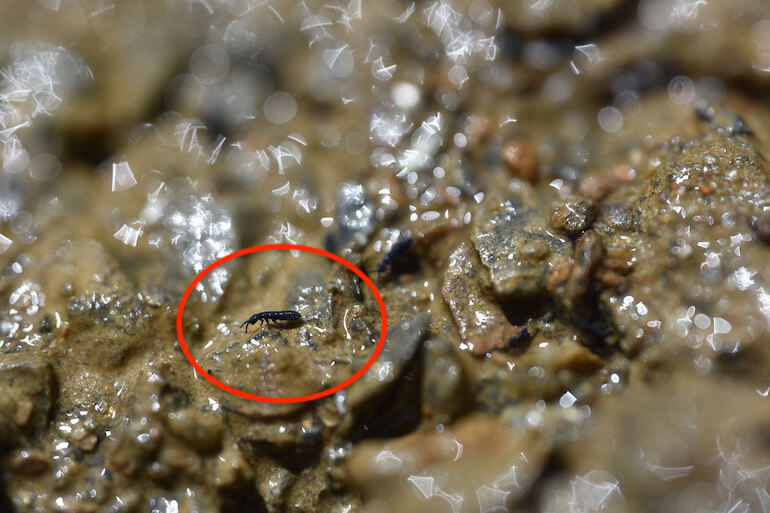 Vertagopus psychrophilus