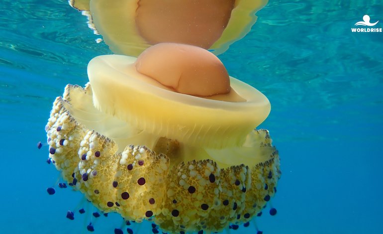 Meduse: antiche abitanti del mare e alleate del pianeta