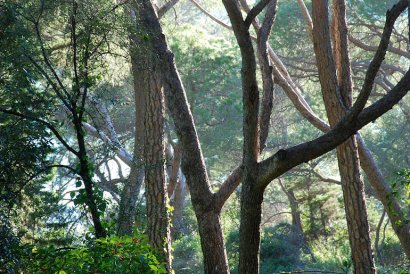 Giardini Hanbury