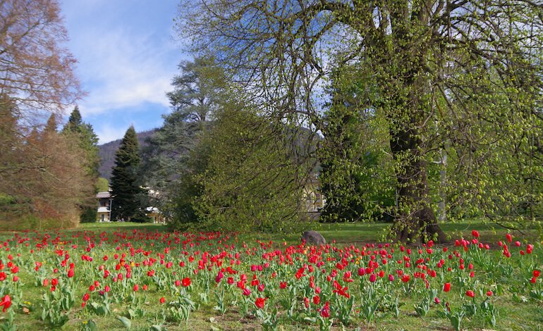 È tempo di tulipani