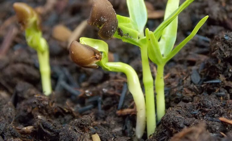 Quali specie conservare per salvare le piante dall’estinzione?