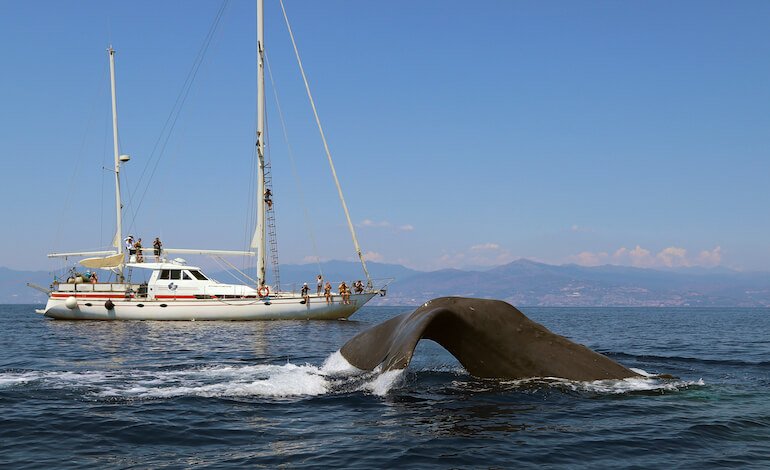 Avvistati nel ponente ligure i primi capodogli della stagione