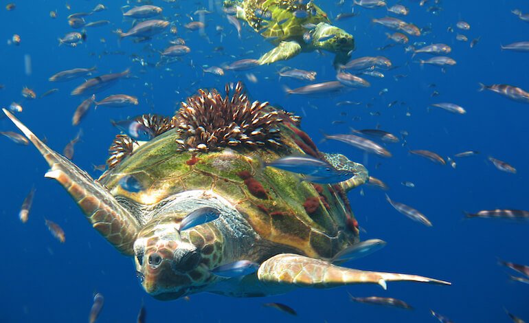 La pesca fantasma delle tartarughe marine