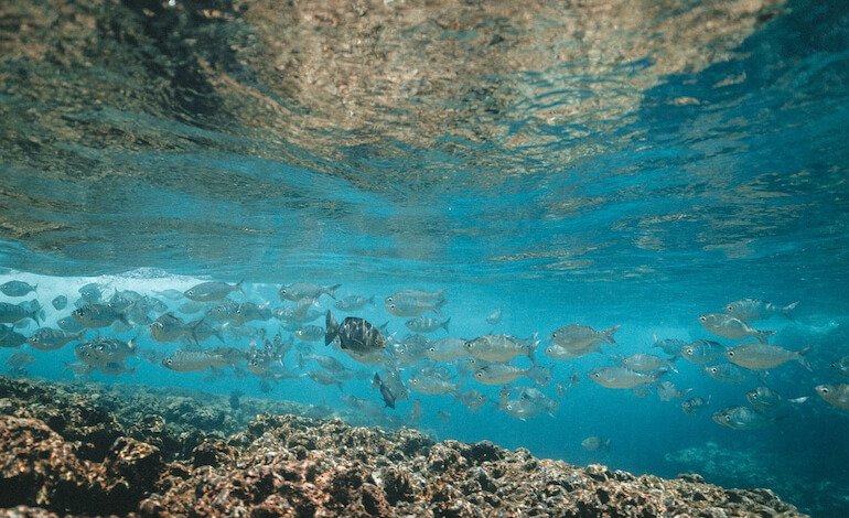 Il restauro degli ecosistemi marini