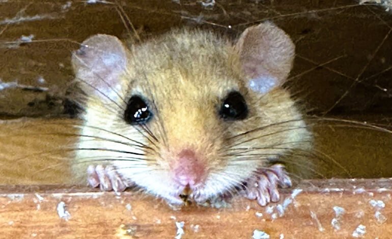 Occhi sul moscardino!