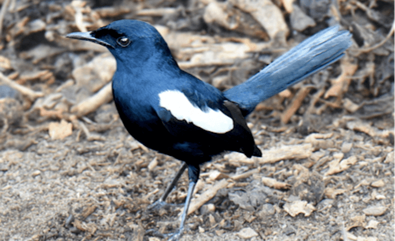 Le meraviglie endemiche delle Seychelles