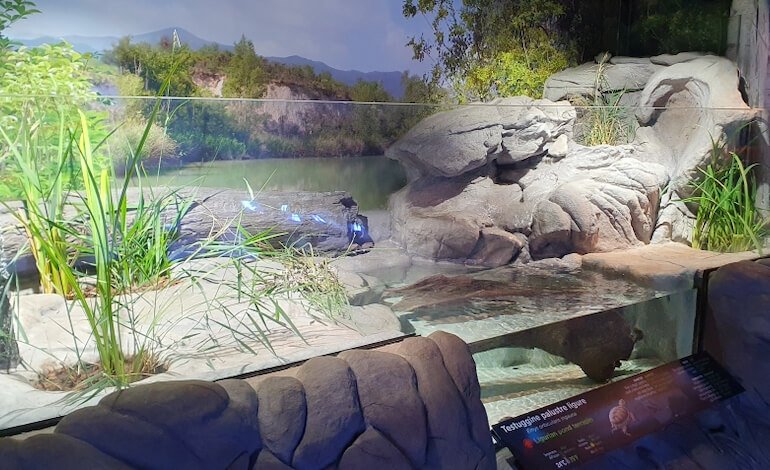 All’Acquario di Genova un nuovo acqua-terrario dedicato alle testuggini palustri