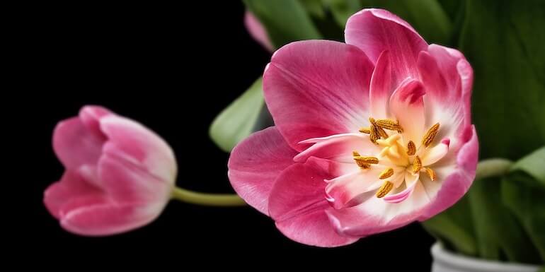 tulipani