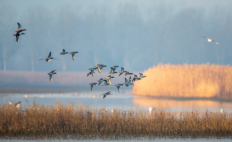 I 240 paradisi italiani degli uccelli selvatici