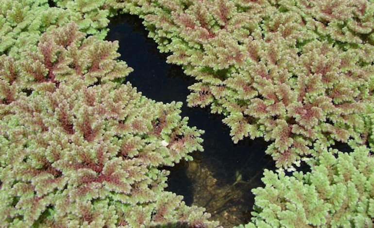 Anche le piante assorbono le nanoplastiche