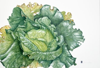 Cavolo Cappuccio
