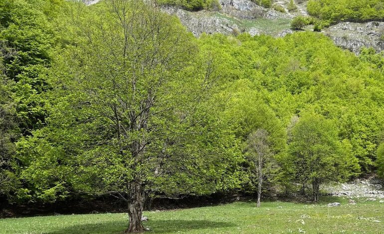 Una primavera rigogliosa per le foreste italiane