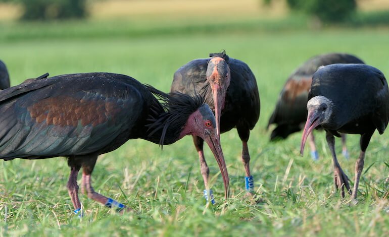 Ibis sacro e Ibis eremita: simili ma diversi!