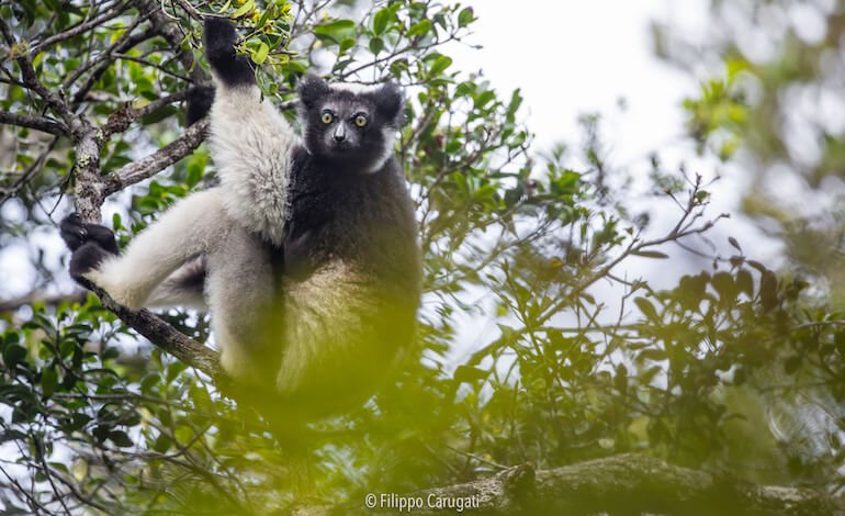 I lemuri imparano a cantare come i bambini