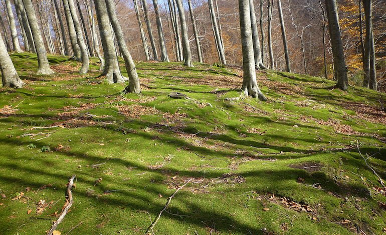 È ufficialmente nato il Parco nazionale del Matese