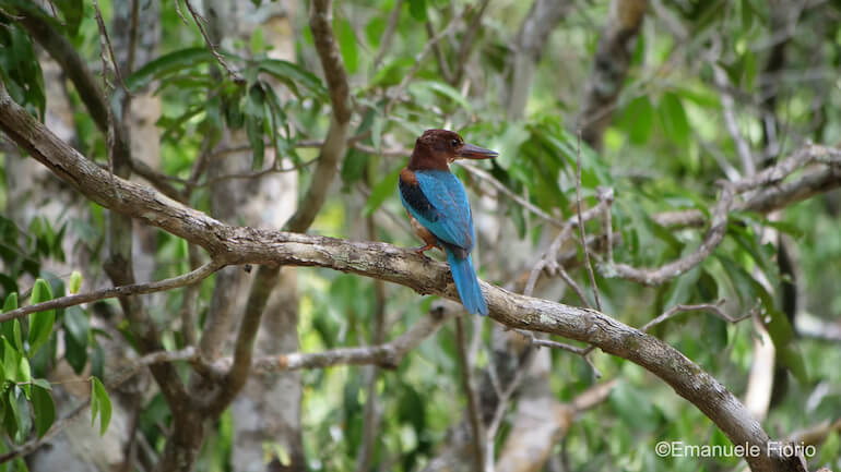 Sri Lanka