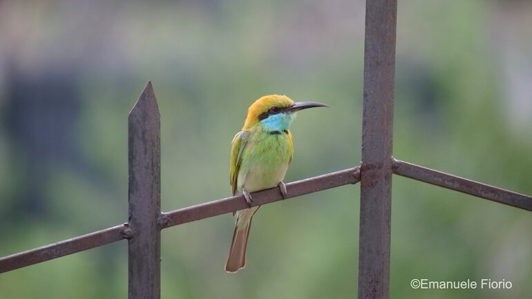 Sri Lanka