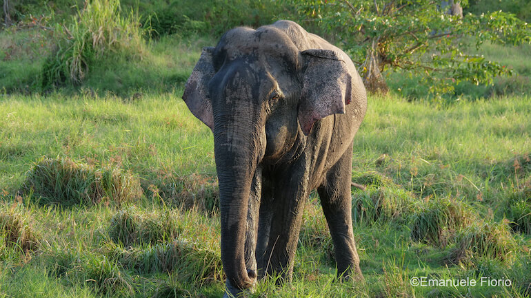 Elefante asiatico dello Sri Lanka