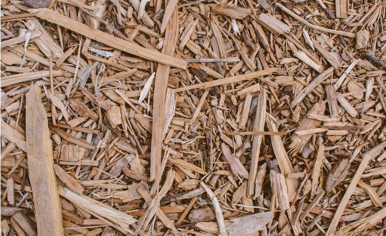 Gestione Forestale Sostenibile