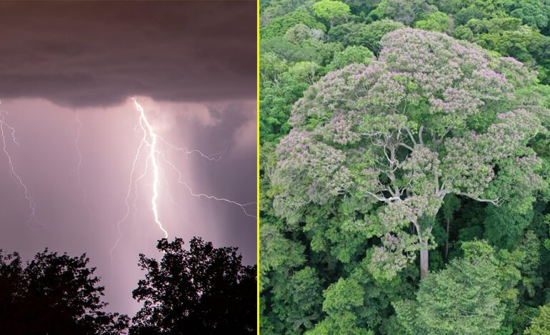 Il tonka, l’albero che non teme i fulmini