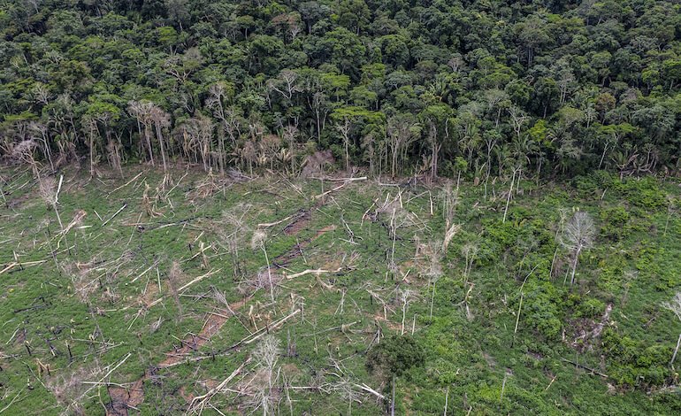 Tra meno di 15 anni potremmo perdere la foresta amazzonica