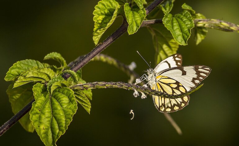 Giornata internazionale della biodiversità