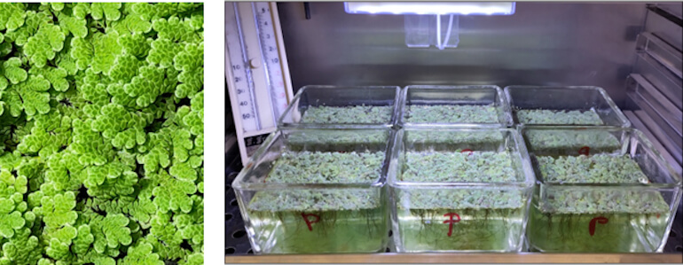 Azolla filiculoides