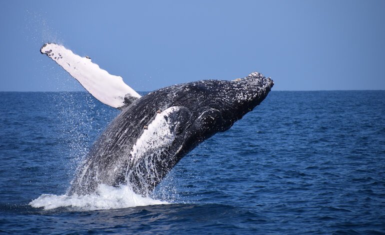 Il canto delle balene e il linguaggio umano
